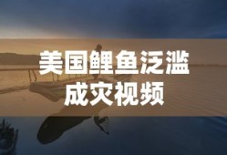 美国鲤鱼泛滥成灾视频