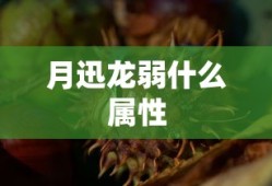 月迅龙弱什么属性