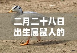 老兵回归穿越手游攻略，玩转经典射击游戏秘籍