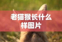老猫猴长什么样图片