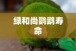 绿和尚鹦鹉寿命