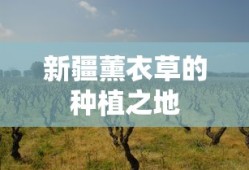 新疆薰衣草种植之地探秘