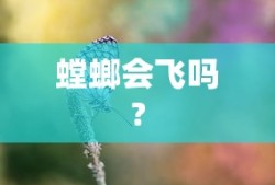 螳螂会飞吗?