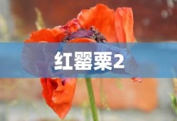 红罂粟2