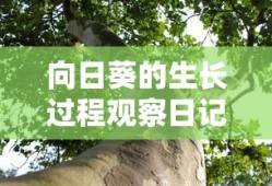 向日葵的生长过程观察日记