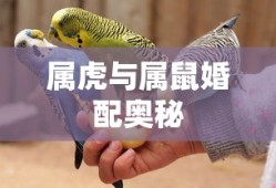 陈翔六点半成员介绍