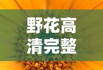 野花高清完整版在线观看视频下载