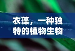 华泰汽车图片大全