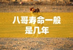 八哥寿命一般是几年