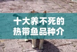长城哈弗m4怎么样质量