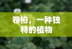 卷柏，独特植物的奥秘