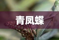 青凤蝶