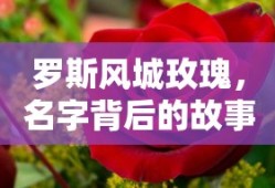 罗斯风城玫瑰，名字背后的故事与魅力