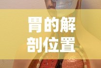 胃的解剖位置示意图