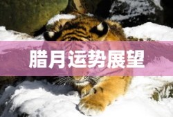 codol重新开服