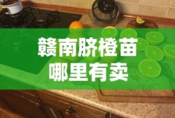 赣南脐橙苗哪里有卖