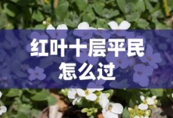 红叶十层平民怎么过