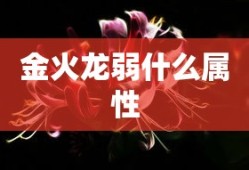 金火龙弱什么属性