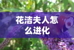 花洁夫人怎么进化