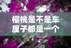 樱桃是不是车厘子都是一个品种