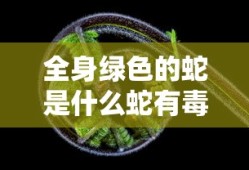 全身绿色的蛇是什么蛇有毒吗