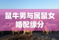 鼠牛男的婚配与属鼠女的缘分，生肖配对中的美好情缘探讨