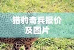 侠盗猎车5秘籍大全
