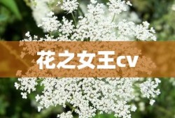 花之女王cv