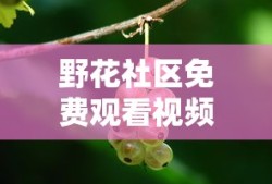 野花社区免费观看视频高清