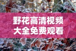 野花高清视频大全免费观看11