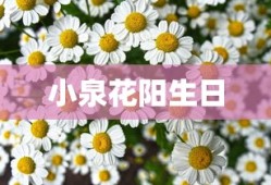 小泉花阳生日