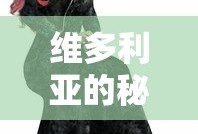 维多利亚的秘密官网旗舰店