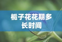栀子花花期多长时间