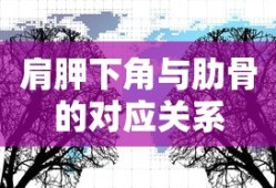 肩胛下角与肋骨的对应关系解析