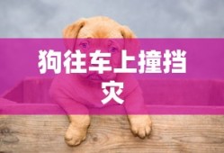 王城霸主礼包码