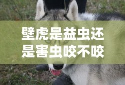 壁虎是益虫还是害虫咬不咬人