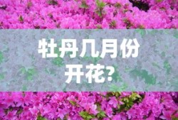 牡丹几月份开花?