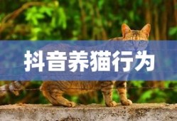 皇室战争魔盒crmohe宝箱组卡查询