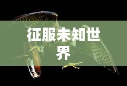 圣域2全面攻略，征服未知世界的终极指南