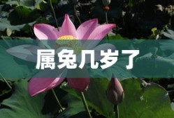 属兔几岁了