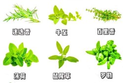 香草视频下载，探索与体验