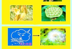 种子搜索，探索生命之源的奥秘之旅