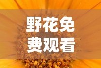 野花免费观看高清在线观看电影