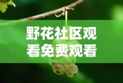 野花社区观看免费观看视频高清