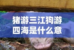 电影《官人我要》免费观看中文