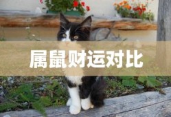 剑与家园视频介绍大全