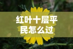 红叶十层平民怎么过