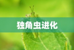 独角虫进化