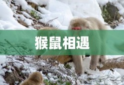 崩坏3芽衣的恶虐轮回怎么获得