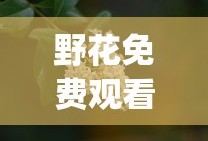 野花免费观看高清在线下载_第1集